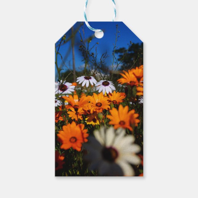 Vild Namaqualand-blommigten Presentetikett (Framsidan)