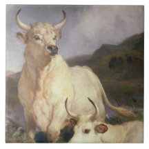 Vild Nötkreatur av Chillingham (Kor)