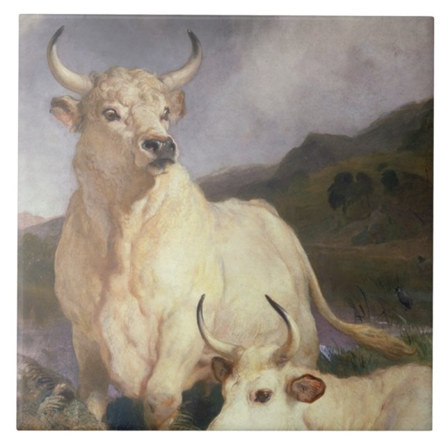 Vild Nötkreatur av Chillingham (Kor) Kakelplatta (Framsidan)