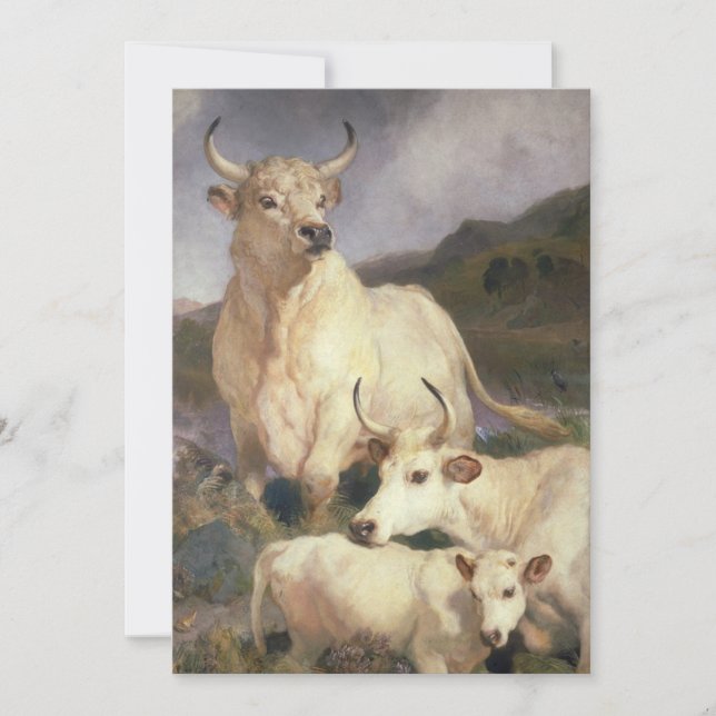 Vild Nötkreatur av Chillingham (Kor) Kort (Framsida)