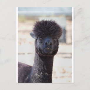 Vild och Crazy Alpaca Hair Stil Vykort