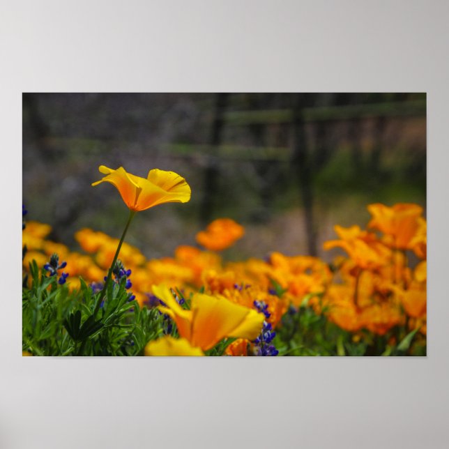 vild och gratis poster (Framsidan)