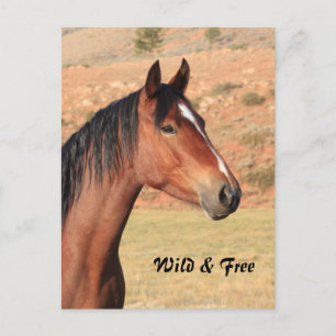 Vild och kostnadsfritt vykort för mustang