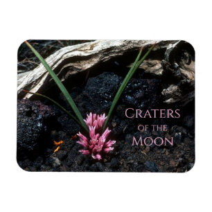 Vild Onion Flowers Groddling mellan Lava Sten Magnet