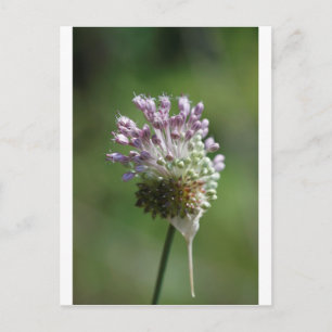 Vild Onion WildblomKråka Vitlök - Allium vineale Vykort