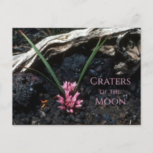 Vild Onion with Flower, Lava, Craters of the Måne Vykort