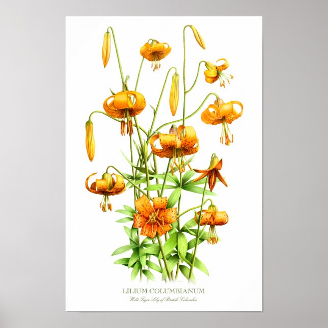 Vild Orange Tiger Lilies Botanical Art Print Poster (Framsidan)