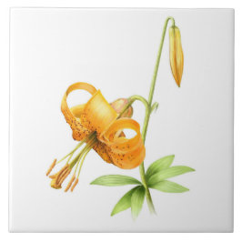 Vild Orange Tiger Lily Blommigt Botanical Art Kakelplatta