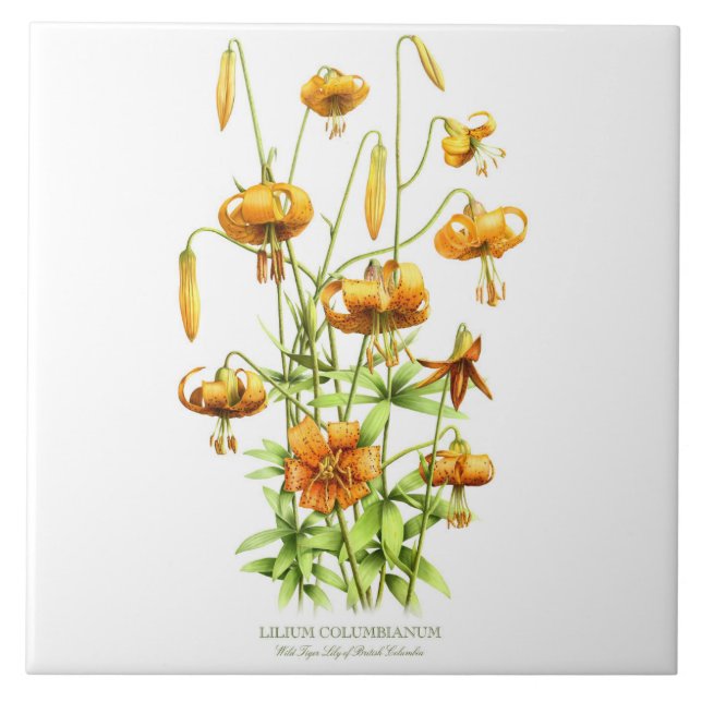 Vild Orange Tiger Lily Blommigt Botanical Stil Art Kakelplatta (Framsidan)