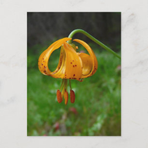 Vild Orange Tiger Lily Flower Vykort