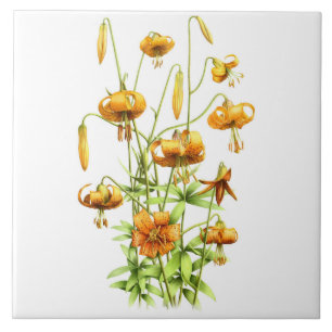 Vild Orange Tiger Lily Flowers Botanical Art Kakelplatta
