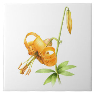 Vild Orange Tigerlily Floral Botanisk Konst Kakelplatta