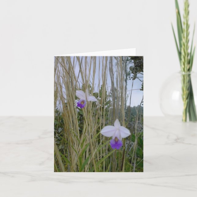 Vild Orchid Notecards, Big Island, Hawaii Kort (Framsida)