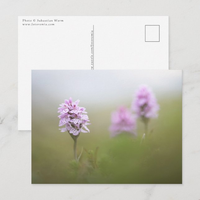 Vild Orchid Photo Vykort (Fram/baksida)