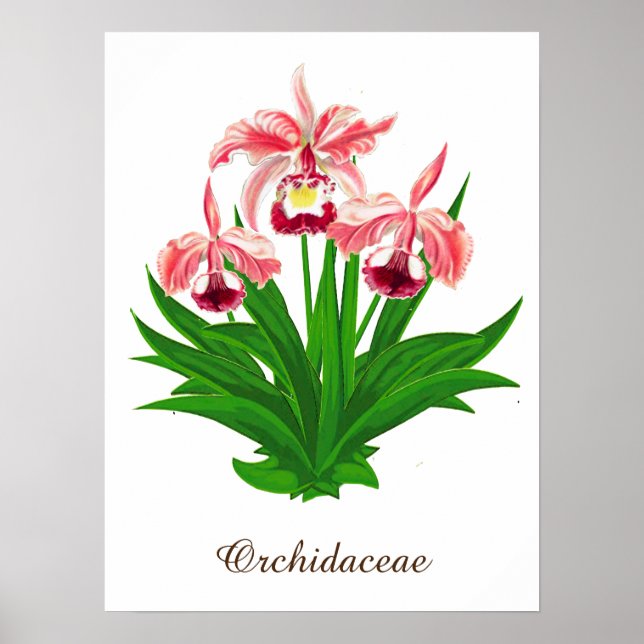Vild Orchids - Coral Rosa Orchids och Foliage Poster (Framsidan)