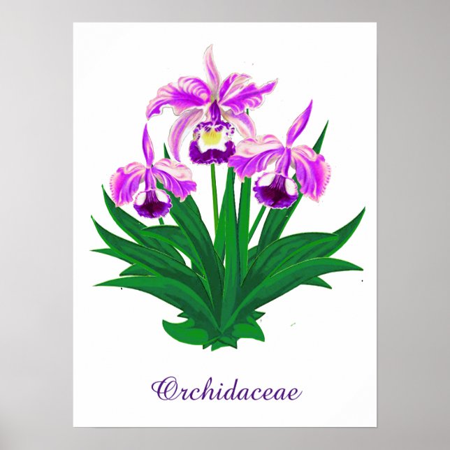Vild Orchids - Light Lila Orchids and Foliage Poster (Framsidan)