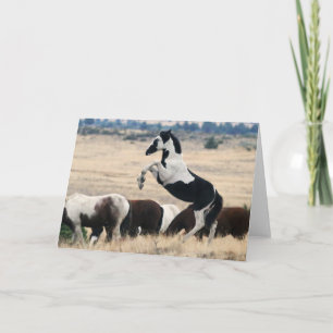 Vild Oregon Pinto Filly-HOPI Notecard Anteckningskort