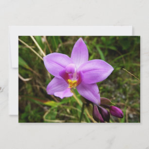 Vild orkidé lila tropisk blomma kort