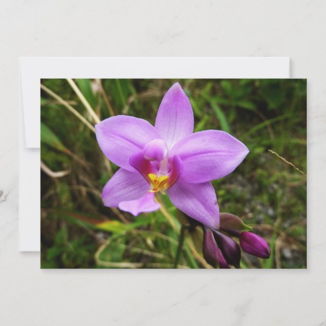 Vild orkidé lila tropisk blomma kort (Framsida)