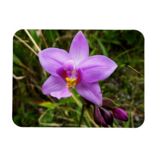 Vild orkidé lila tropisk blomma magnet