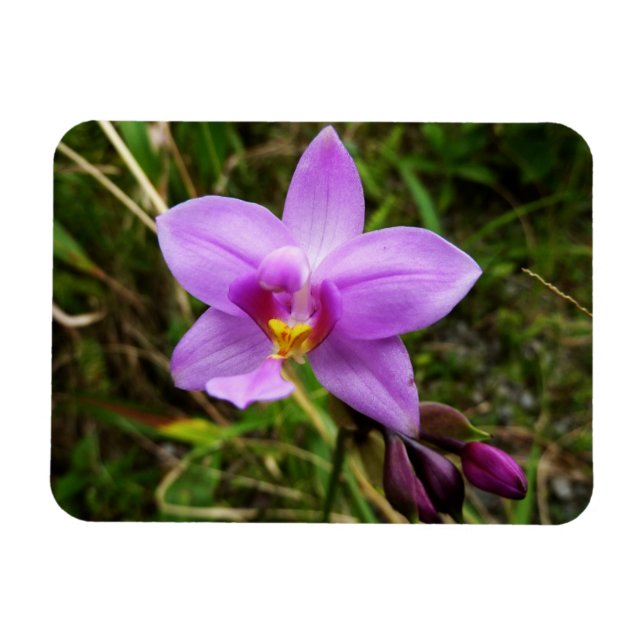 Vild orkidé lila tropisk blomma magnet (Horisontell)