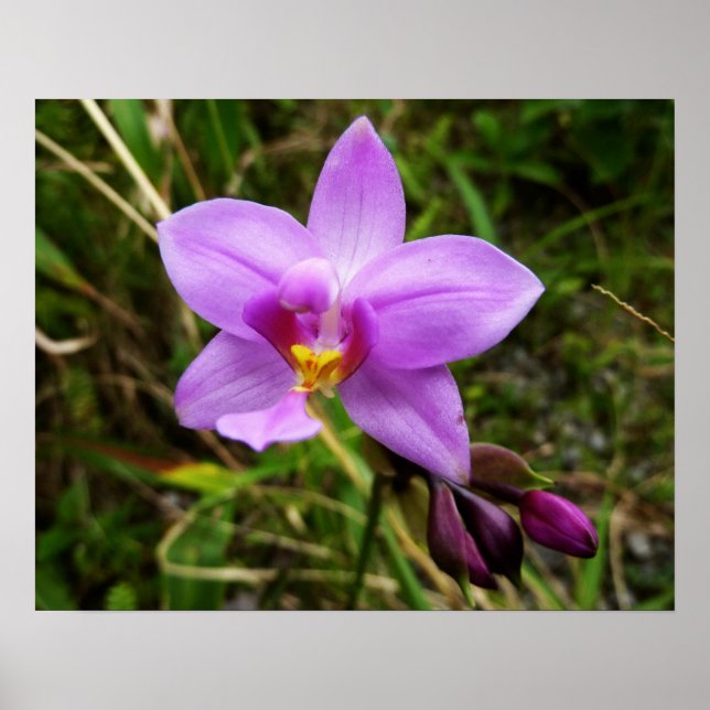 Vild orkidé lila tropisk blomma poster (Framsidan)