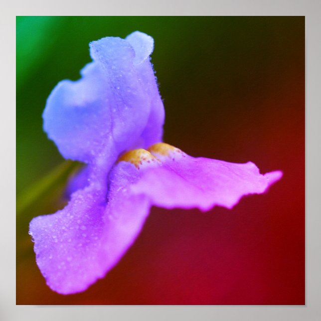 Vild orkidéblomma  poster (Framsidan)