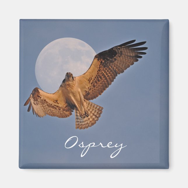 Vild Osprey & Toppen Photo Design Magnet (Framsidan)