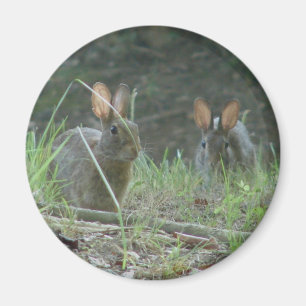 Vild Östra av kaniner Kontontail Pair Apparel Gift Magnet