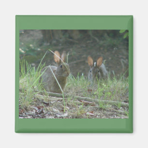 Vild Östra av kaniner Kontontail Pair Apparel Gift Magnet