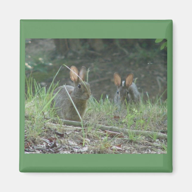 Vild Östra av kaniner Kontontail Pair Apparel Gift Magnet (Framsidan)