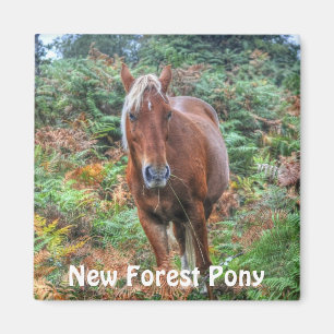 Vild Palomino New Forest Pony & Bracken - England Magnet