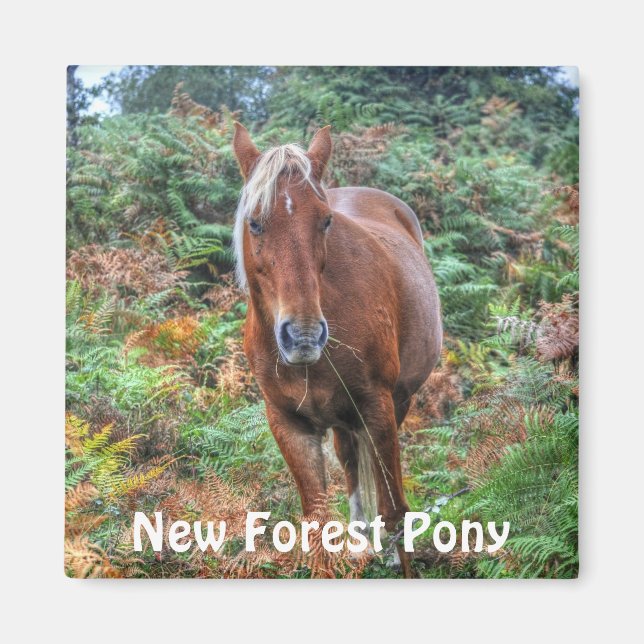 Vild Palomino New Forest Pony & Bracken - England Magnet (Framsidan)