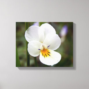 Vild Pansy Kanvastryck