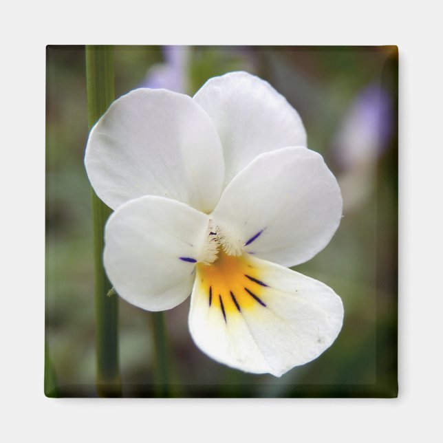 Vild Pansy Magnet (Framsidan)