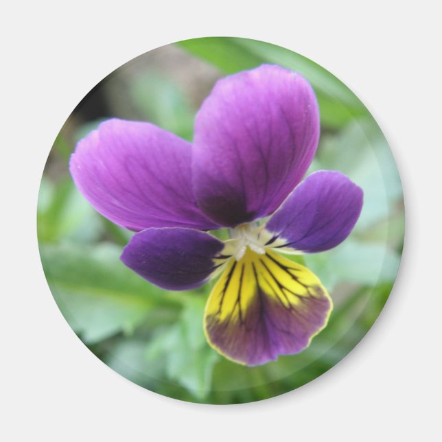 Vild Pansy Magnet (Framsidan)