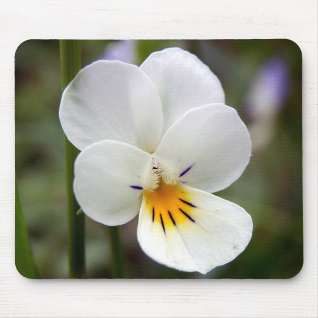 Vild Pansy Musmatta (Framsidan)