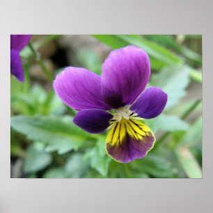 Vild Pansy-utskrift Poster