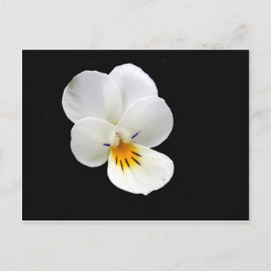 Vild Pansy vykort