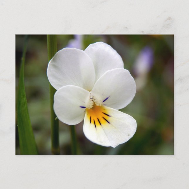 Vild Pansy vykort (Framsida)