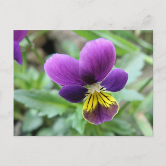 Vild Pansy vykort (Framsida)