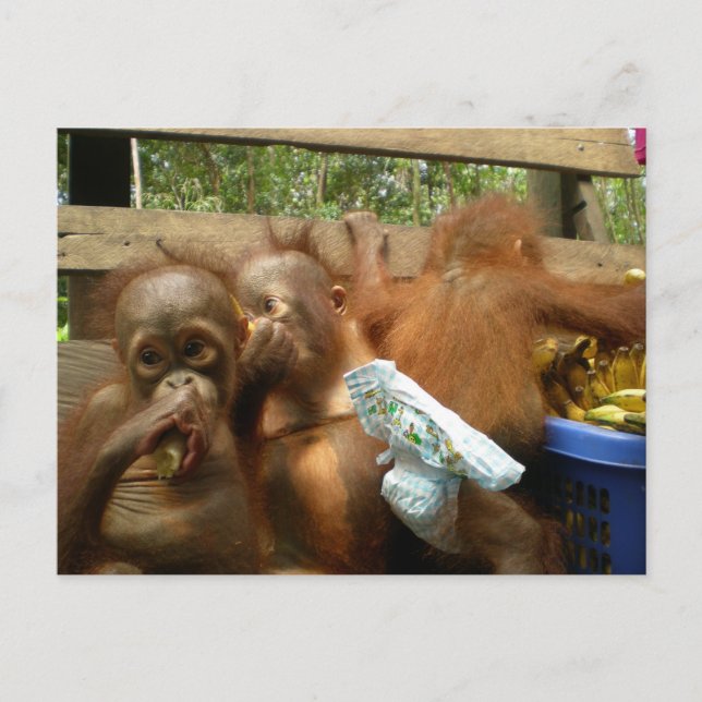 Vild Panty Raid Vykort (Framsida)