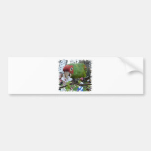 Vild parrot bildekal