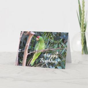 Vild Parrot Birthday Card Kort