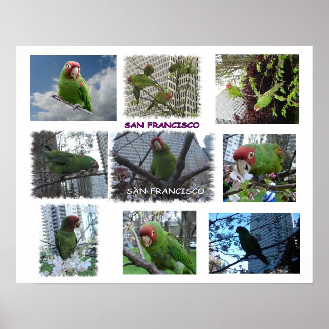 Vild Parrot of S.F. Poster (Framsidan)