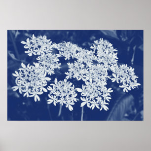 Vild Parsley - Cyanotypeffekt Poster