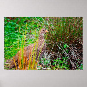 Vild Partridge Poster