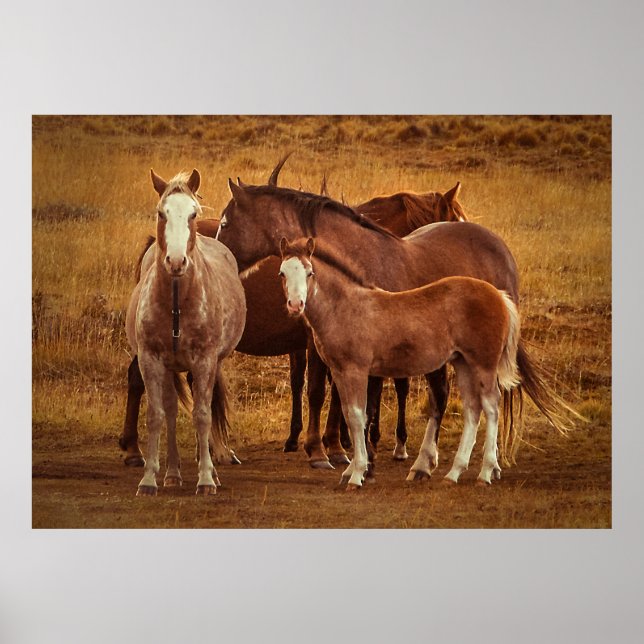 Vild Patagonis andningsfoto Poster (Framsidan)