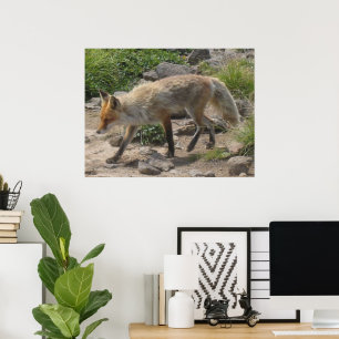 Vild Paus: Fox i morgonljuset Poster