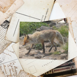 Vild Paus: Fox i morgonljuset Vykort